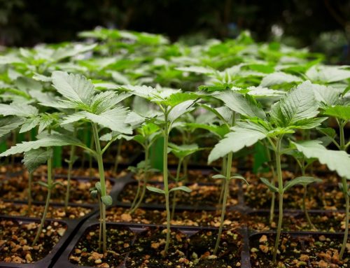 Senate Farm Bill Draft Proposes Redefinition of Hemp