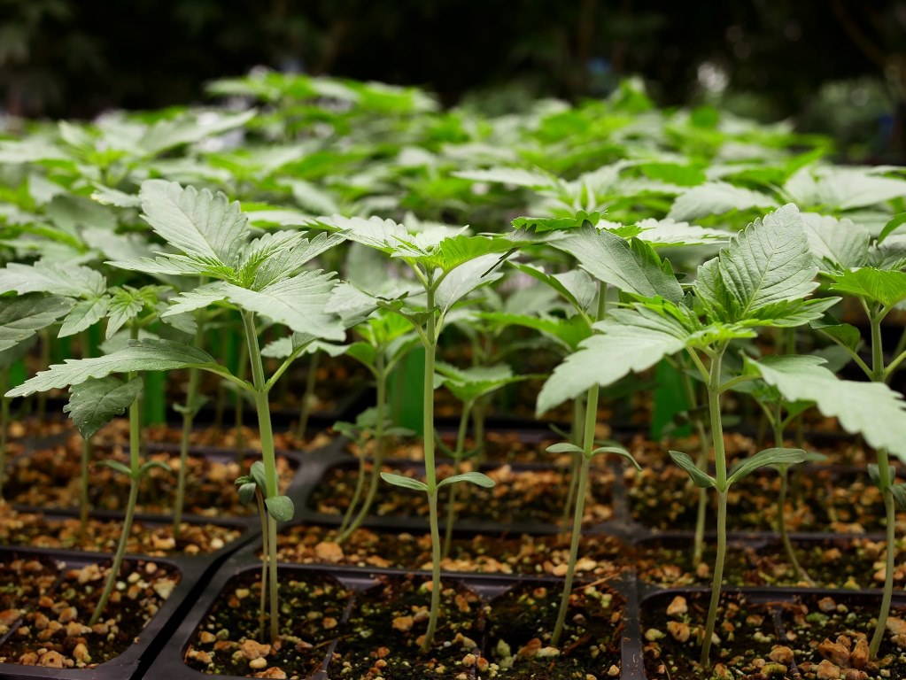 cannabis and hemp production
