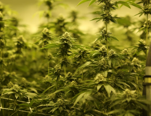 Michigan Surpasses California in Legal Cannabis Sales