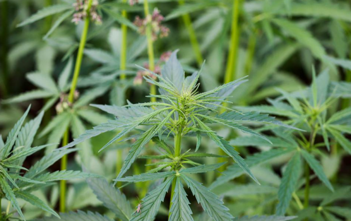 Industrial Hemp Market