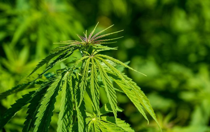 Industrial Hemp Market