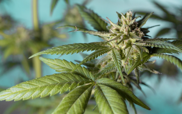 Legal Cannabis Market to Hit USD 48.3 Billion by 2028