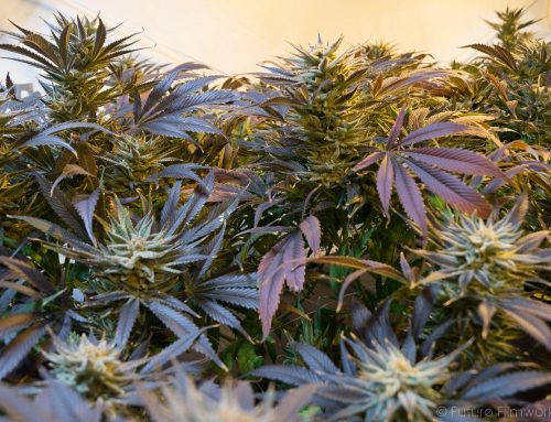 Global Medical Marijuana Market Projected to Garner $33,211.7 Million