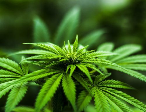 U.S. Legal Cannabis Sales Surpass $30 Billion in 2024