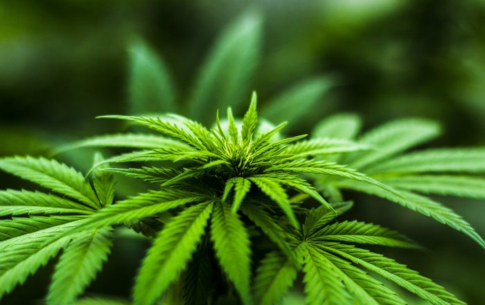 Legal Cannabis Market