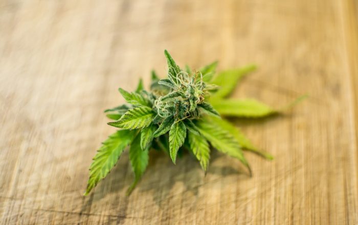 National Cannabis Risk Prevention Services
