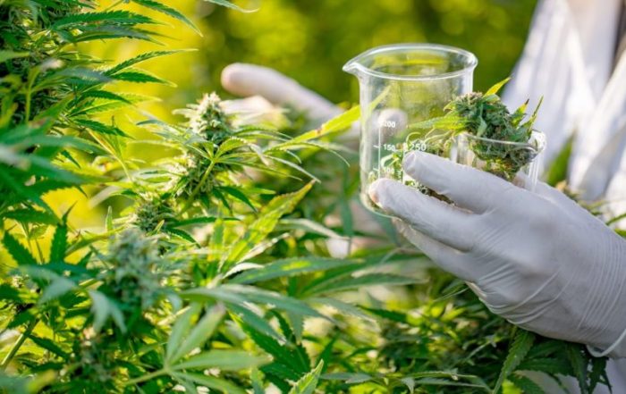 Cannabis Market