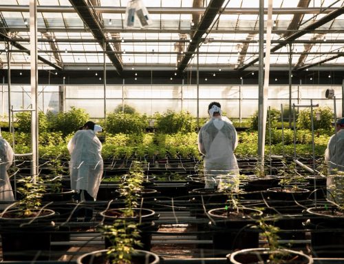 Glass House Brands to Manage The Leaf El Paseo Dispensary