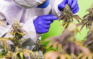 Cannabidiol Market, Cannabidiol Oil market