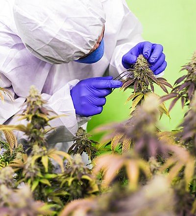 Cannabidiol Market, Cannabidiol Oil market