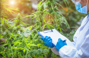 Government of Canada Launches Legislative Review of the Cannabis Act