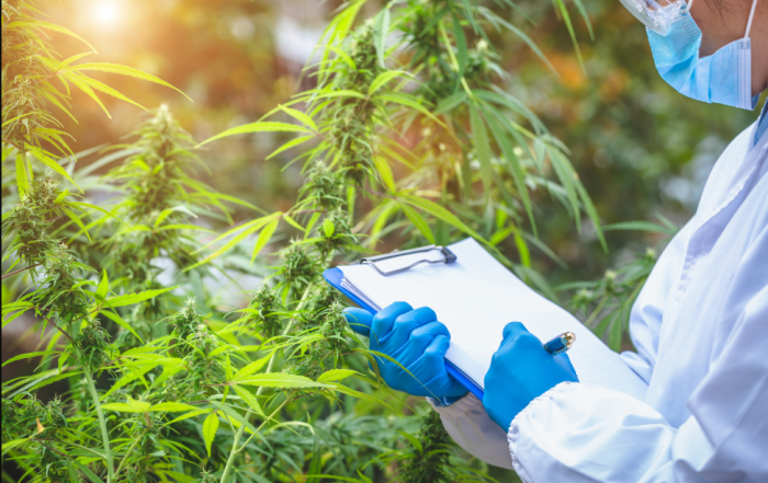 Government of Canada Launches Legislative Review of the Cannabis Act