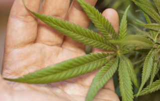 Recreational Cannabis