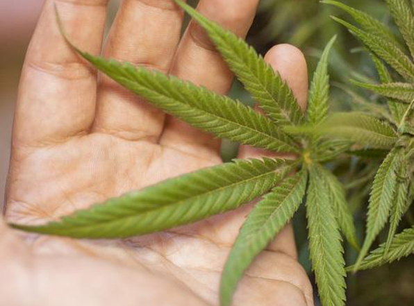 Recreational Cannabis