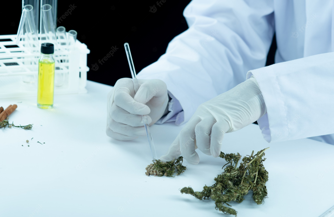 Cannabis