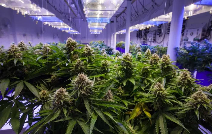 Medical Marijuana Market
