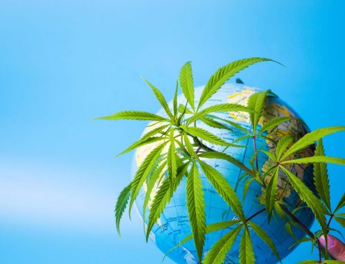 Catching the Wave: The International Cannabis Opportunity: Oldham Global Project Wave