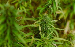 Cannabis Cultivation Market