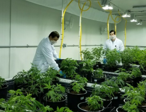 Curaleaf to Close NJ Cannabis Cultivation Facility, Resulting in Layoffs