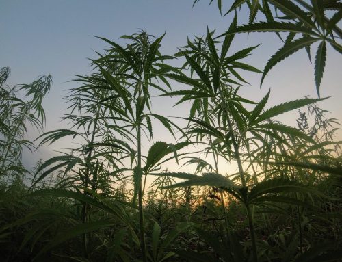 Christina Lake Cannabis Closes First Tranche of Non-Brokered Private Placement