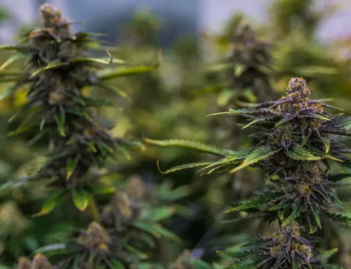 Colorado Court Dismisses Mammoth Farms’ Lawsuit Against Marijuana Enforcement Division