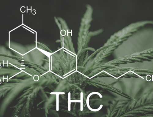 Uncomfortably High-Testing Reveals Inflated THC Levels on Cannabis Packaging