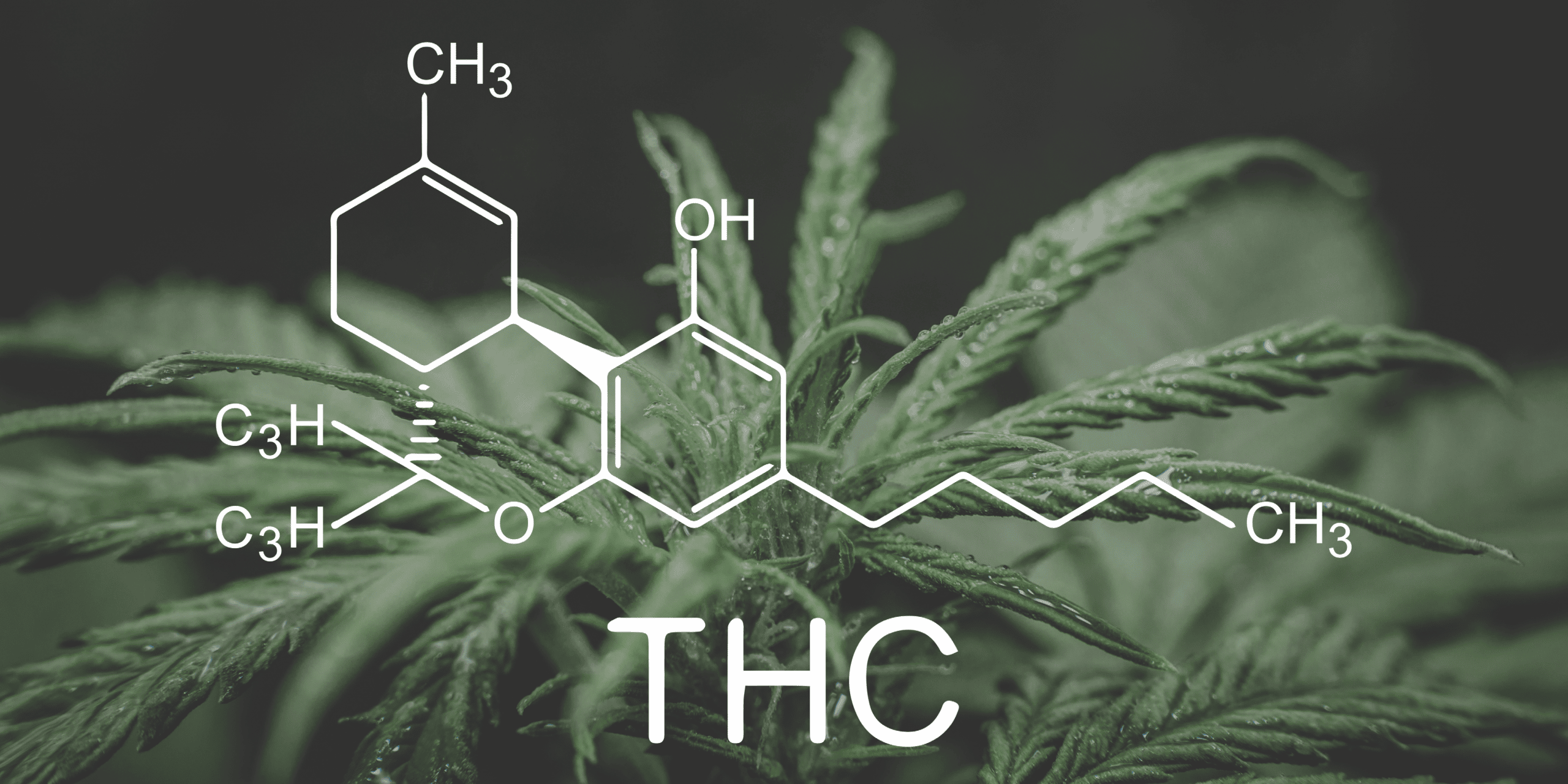 uncomfortably-high-testing-reveals-inflated-thc-levels-on-cannabis