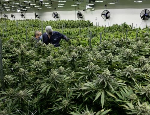 California’s Legal Cannabis Market Faces Declining Sales in Q1 2023