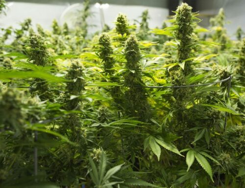 Minnesota Legalizes Recreational Cannabis, Expanding Market and Tax Revenue