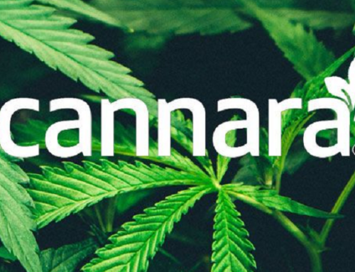 Cannara Biotech Reports Record Growth in Fiscal 2024