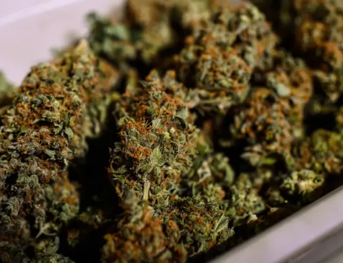 Rhode Island Launches Free Cannabis Industry Training Program