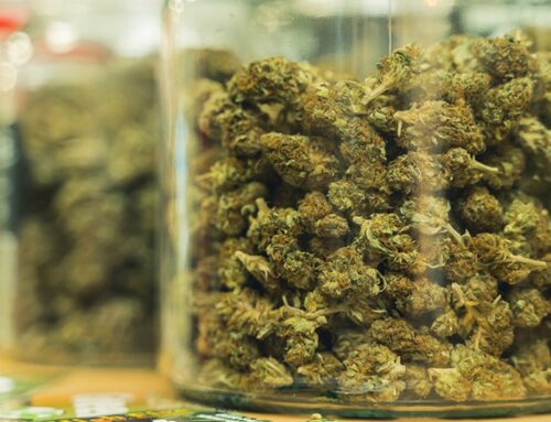 Minnesota Codifies Ban on Cannabis Odor as Sole Reason for Searches