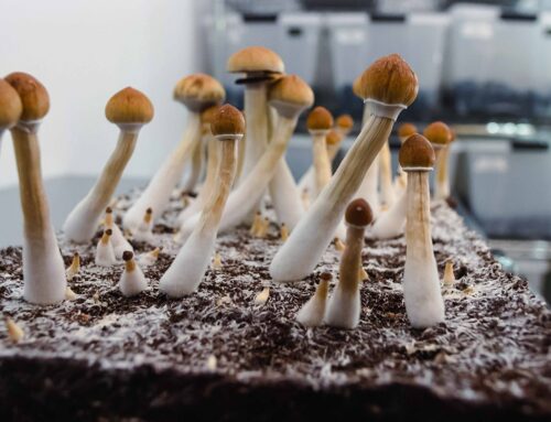 Kaya Holdings Unveils Psilocybin Therapy Series at Sacred Mushroom Center