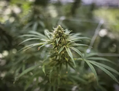 Cannabis Legalization in North Carolina