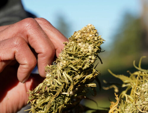 Morocco’s Pioneering Cannabis Harvest Yields 294 Metric Tons Amid Legal Shift