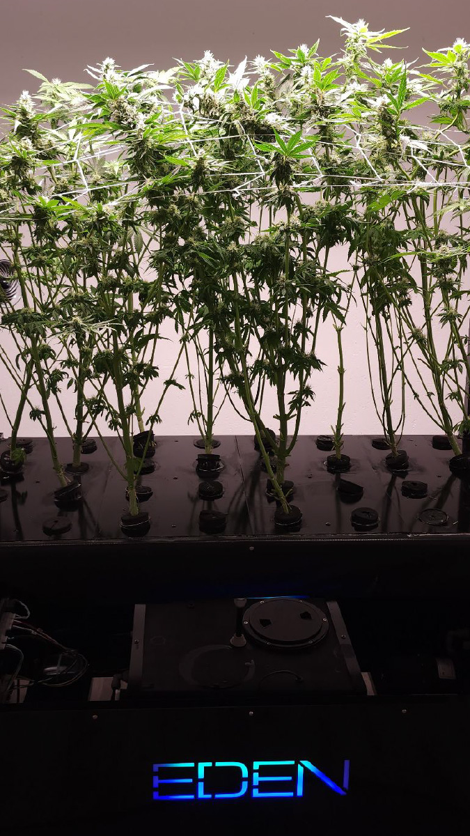EGS: The Future of Cannabis Farming Technology