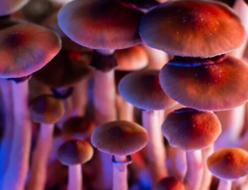 Indiana’s Pioneering Psilocybin Research Bill Awaits Governor’s Approval