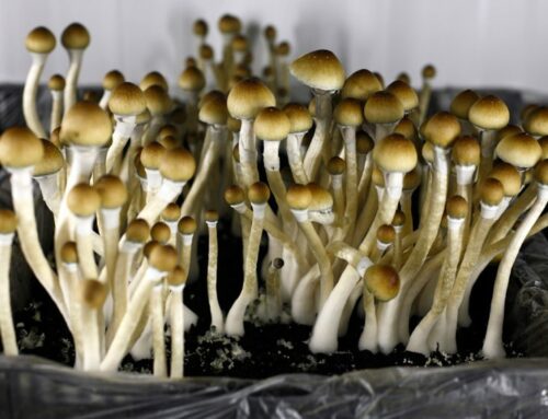 DEA Challenges Right to Try Psilocybin Use in Court