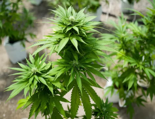 IM Cannabis Proposes $50 Million Mixed Securities Shelf to Bolster Funding