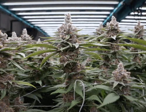 Big Cannabis Companies Maintain Optimism in Florida Despite Adult‑Use Setback