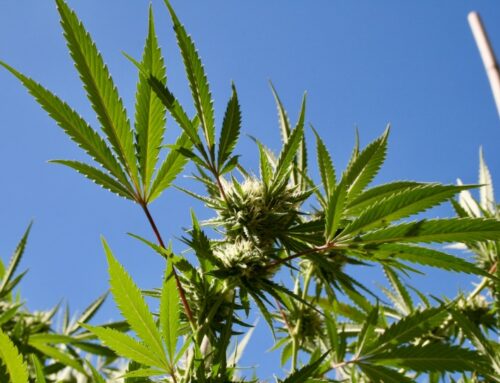 South Dakota Adult-Use Cannabis Initiative to Appear on 2024 Ballot