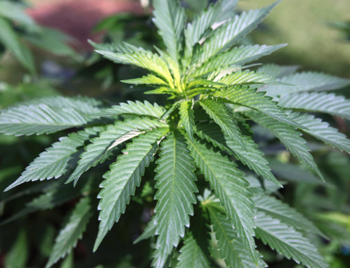 Majority of North Dakota Voters Oppose Recreational Cannabis Legalization