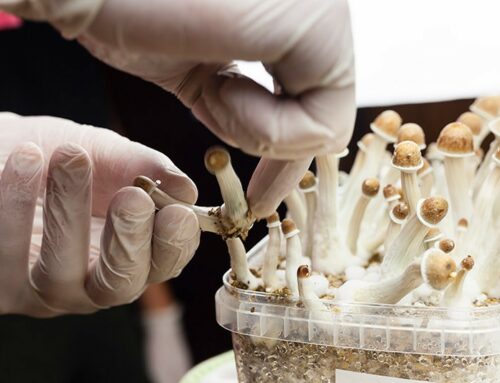 Psychedelics Market Sees Growth Amid Regulatory and Investment Shifts