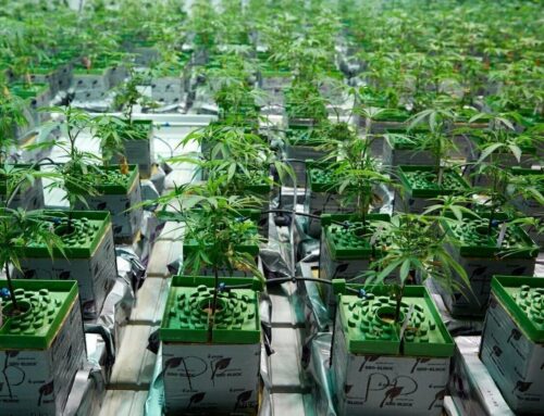 The Global Growth of Hydroponics in Cannabis Cultivation