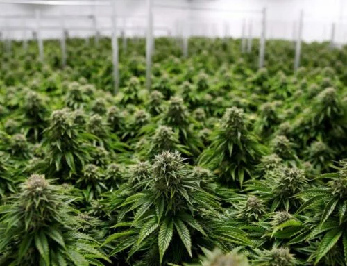High-Potency Cannabis Strains Impact Legal and Health Systems