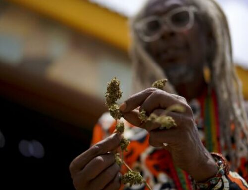 Rastafarians Lead Caribbean Cannabis Boom