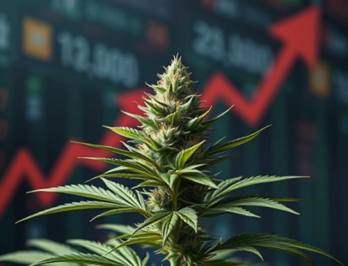 Understanding Price Compression and Market Trends in Cannabis