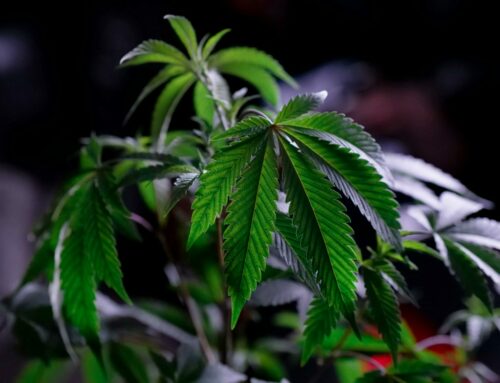 New York Cannabis Policy Faces Criticism Amid Regulatory Challenges