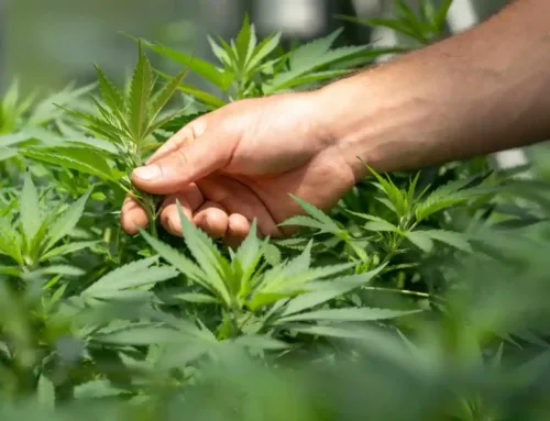 Malaysia Weighs Cannabis Vaporizer Manufacturing for Export