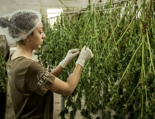 Alphabet Soup: Common Acronyms in Cannabis and Why You Need to Know Them